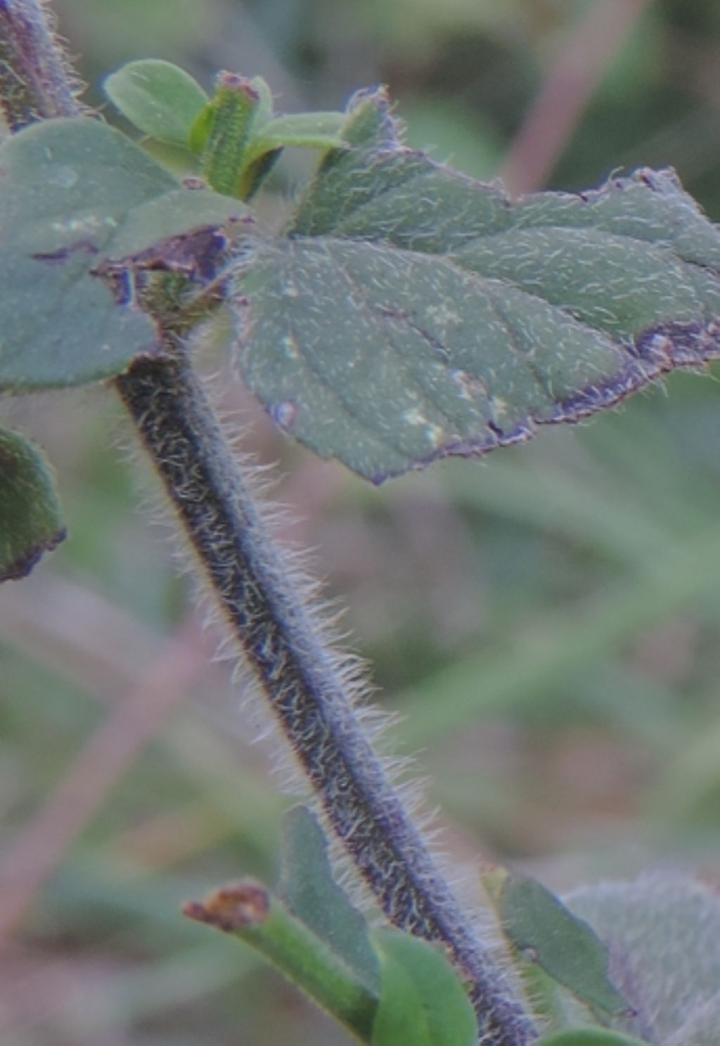 Piantina profumata:  Clinopodium nepeta